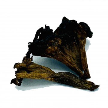 Trompeta negra