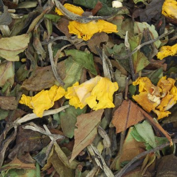 Té Blanco Naranjito